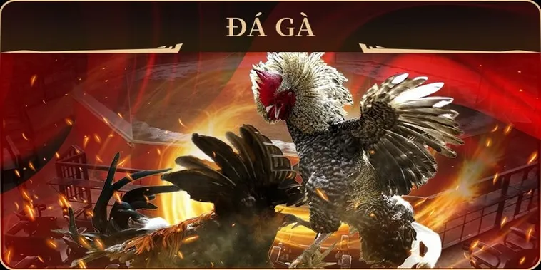 Tham Gia Đá Gà GA28 8KBet Ngay Để Nhận Thưởng Hấp Dẫn Nhất